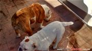 par hembras bulldog ingles 1 d 3 meses otra 12 m x clasico