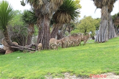 Puebla Classic Tour 2019 - Africam Safari