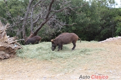 Puebla Classic Tour 2019 - Africam Safari